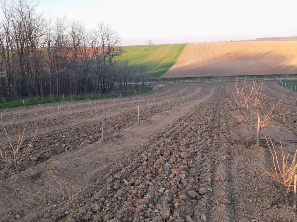 Nadam se da će ih kiša za vikend zalit…